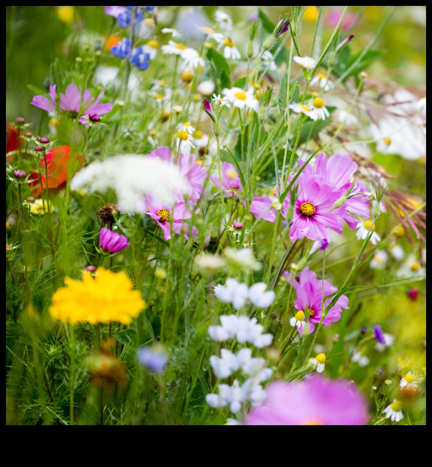Sivēnmātes panākumi: svarīgi padomi ziedošai ainavai