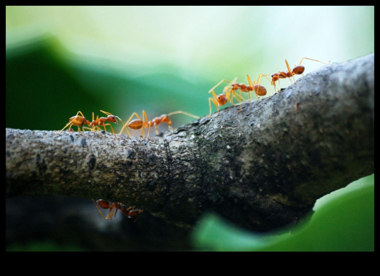 Nospiediet to: dārznieka ceļvedis kaitēkļu meistarībai