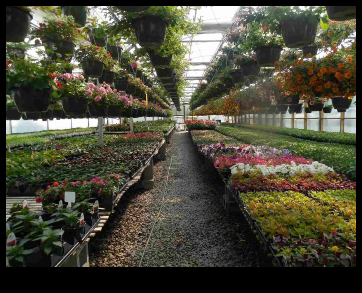 Bagātīgi ziedi: gaida siltumnīcas dārgumi