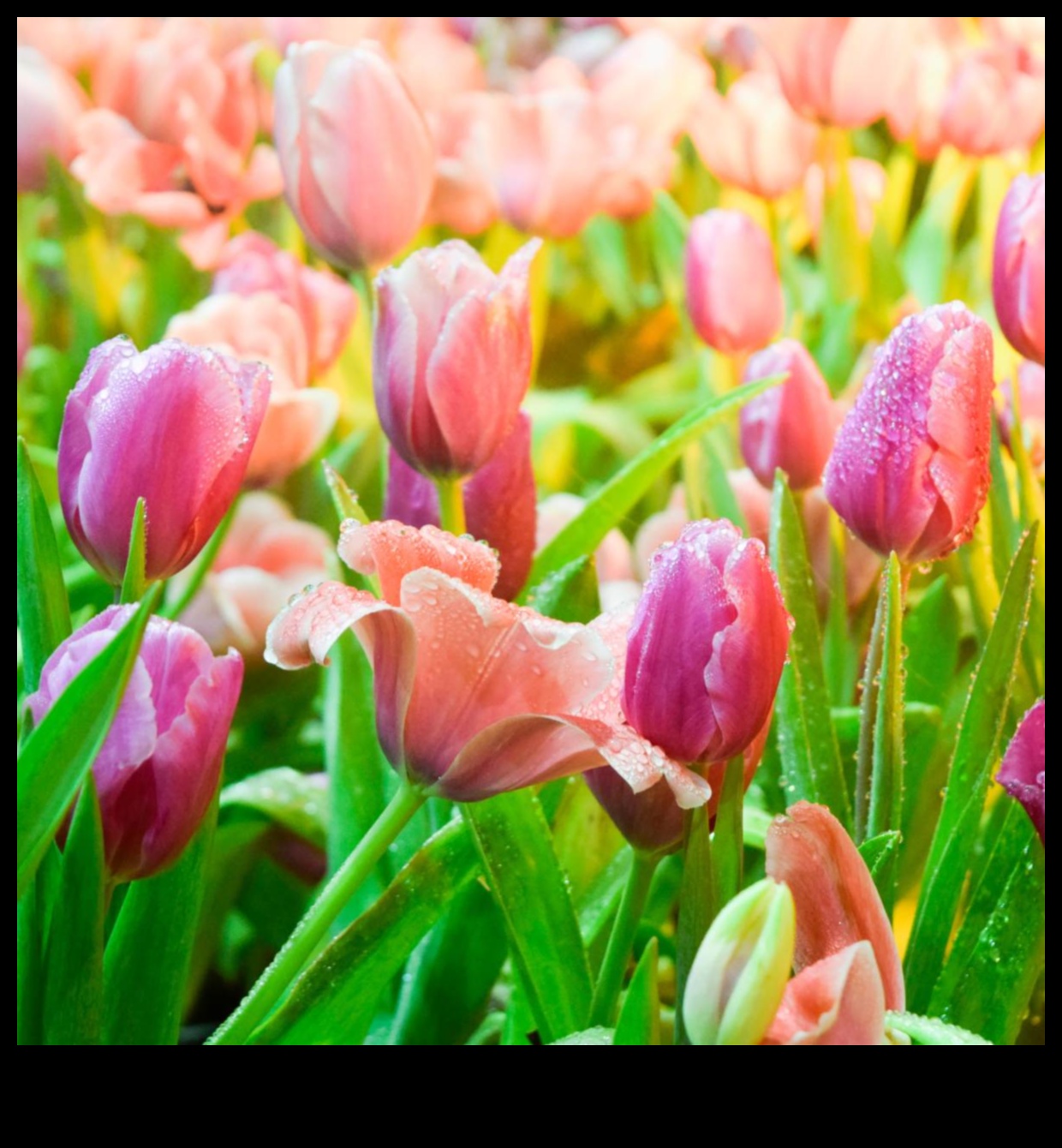 Ziedlapiņas un progress: ceļojums pārdomātā dārza kopšanā