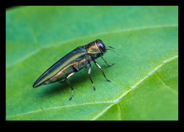 Aizsargājiet un iekarojiet: ātri uzveiciet dārza kaitēkļus