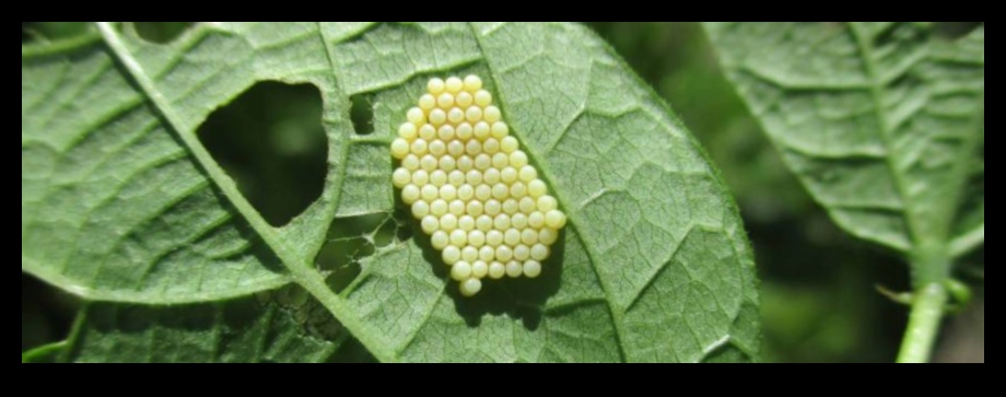 Aizsargājiet un iekarojiet: ātri uzveiciet dārza kaitēkļus