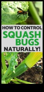 Aizsargājiet un iekarojiet: ātri uzveiciet dārza kaitēkļus