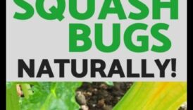 Aizsargājiet un iekarojiet: ātri uzveiciet dārza kaitēkļus