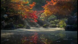 Dabas palete: japāņu dārza krāsas harmonijā