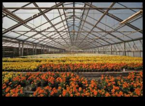 Bagātīgi ziedi: gaida siltumnīcas dārgumi