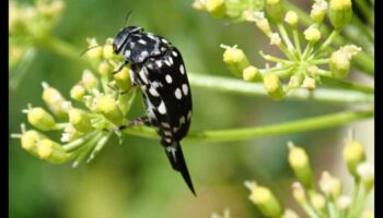 Nospiediet to: dārznieka ceļvedis kaitēkļu meistarībai