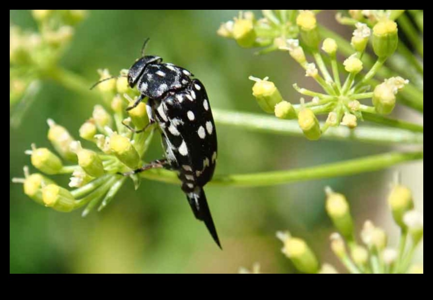 Nospiediet to: dārznieka ceļvedis kaitēkļu meistarībai
