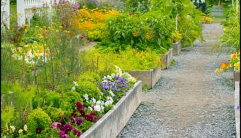 Sivēnmātes panākumi: svarīgi padomi ziedošai ainavai